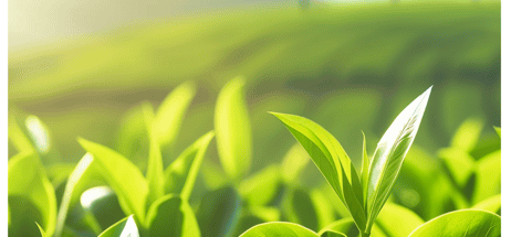 Sustainability Report 2024 – TPA Group